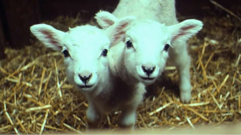 Auroville I Jamie Harley